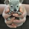 koalabear45